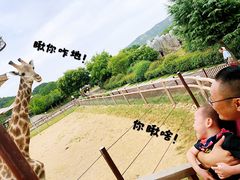 -青岛森林野生动物世界