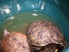 -阿莉餐厅(枣阳路店)