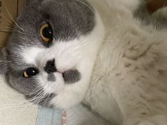-乐派堂宠物医院·猫友好· 心脏科(东街店)