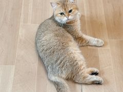 -唐小姐の私宠·宠物洗护美容·撸猫馆·购宠(周浦万达旗舰店)