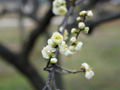 -苏州上方山国家森林公园