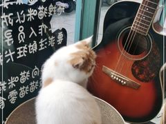 -喵屿·大理花园猫咖