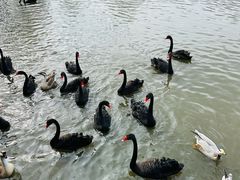 -溱湖国家湿地公园