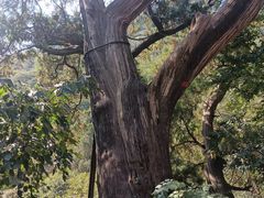 -北京上方山国家森林公园