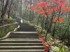 -铁山坪森林公园