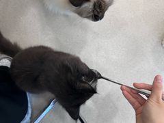 -共舞时光猫咖·狗咖(新街口店)