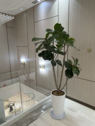 -智美品质医美