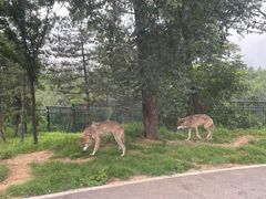 -秦皇岛野生动物园