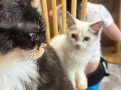 -楼上猫咖(罗湖店)