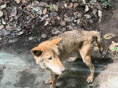 -西安秦岭野生动物园