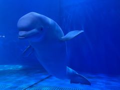 -多彩贵州城极地海洋世界