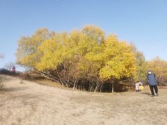 -乌兰布统景区-白桦林