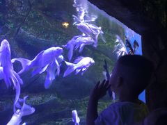 -芜湖新华联大白鲸海洋公园