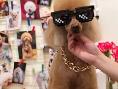 -小尾巴宠物店(万科·金域华庭店)