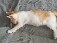 -平行世界·猫咖(首经贸店)