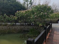 -合肥滨湖国家森林公园