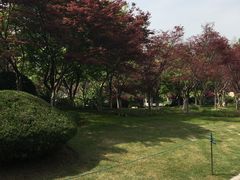 -青枫公园
