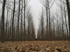 -汉景帝阳陵博物院