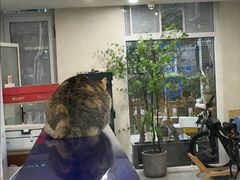 -伟伟宠物医院·CT影像中心·瑞派犬猫综合性门诊(汉口总院)