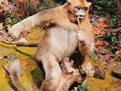 -陕西自然博物馆