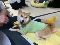 -逗柴咖啡屋·狗咖猫咖宠物桌游