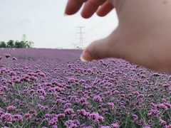 -紫颐香薰山谷景区