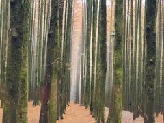 -山王坪喀斯特国家生态公园