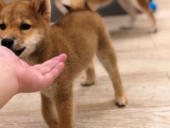 -豆柴町-柴犬主题狗咖(红鼎国际C座店)