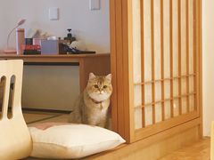 -猫在这儿猫咪咖啡馆·撸猫馆
