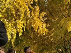 -三里屯东五街银杏大道