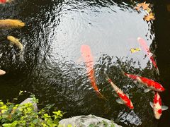 -鲤院·新中式美学·庭院餐厅(夫子庙店)