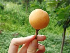 -塘栖枇杷特色园区