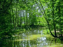 -桤木河湿地公园