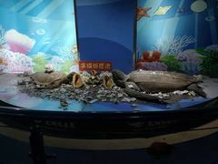 -苏州海洋馆