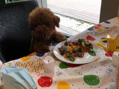 -百好乐宠物友好餐厅(朝外大街店)