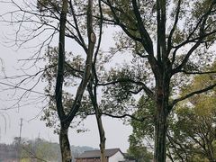 -鲁镇