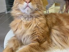 -Heymao猫咖.咖啡厅(东门店)