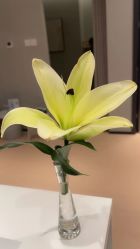 -兰瑜伽·普拉提