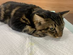 -爱侣宠医·鹦鹉专科·小型哺乳类·异宠专科(灵石路店)