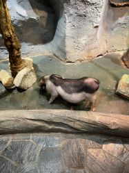 -Zoolung Zoolung动物主题公园(海信广场店)