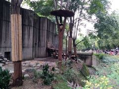 景点-成都大熊猫繁育研究基地