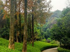 -铁山坪森林公园