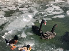 -春风习习