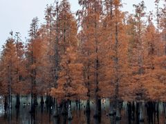 -白鹭湾湿地公园