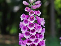-上海滨江森林公园