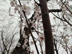 -桃花堤公园
