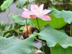 -荷塘月色湿地公园·向阳花洲