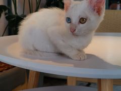 -喵屿·大理花园猫咖