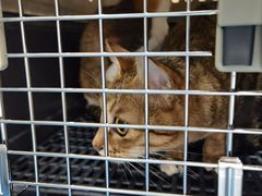 -创凡宠物医院·骨专科  猫科中心(西乡分院)