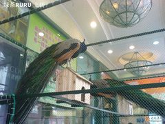 去宏伊经过南京路，商家门前的孔雀-望湘园·湖南菜(宏伊店)